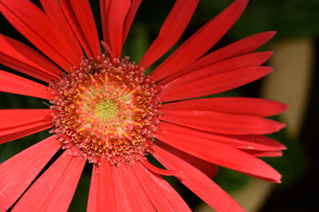 Red daisy flower