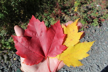 Red and gold autumn leaves in hand