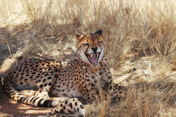Cheetah in Nature