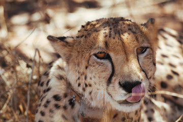 Cheetah in Nature