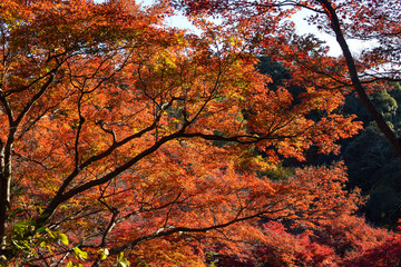 The maple tree with leaves and branches in the forest background in Kyoto, Japan