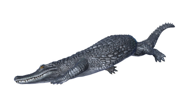 3D Rendering Alligator Caiman on White