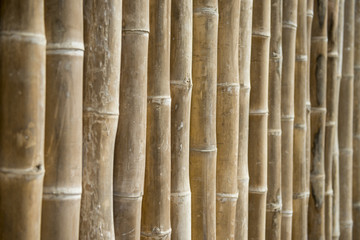 bamboo