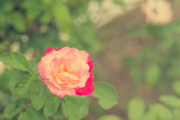 Beautiful two color pink rose flowers on tree with copy space.