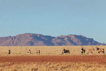 Oryx & Gemsbok in nature