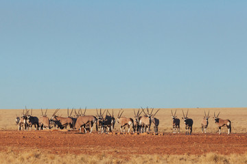Fototapeta na wymiar Oryx & Gemsbok in nature