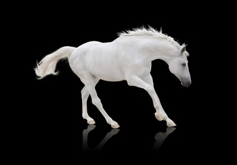 black horse runs isolated on white background