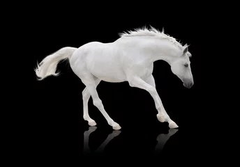 Stoff pro Meter black horse runs isolated on white background © ashva