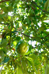 Avocado Tree in Cuba