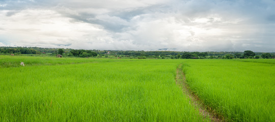 Green rice field in rainy season.