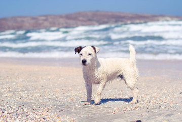 White mongrel dog with a black ear on the beach in a storm.