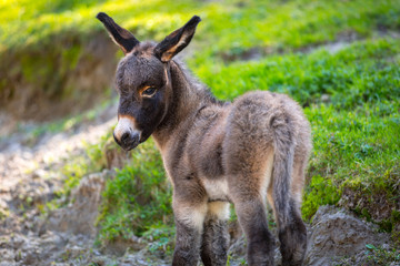 Young donkey on the grassland