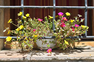 Fototapeta na wymiar Portulaca oleracea (Popular known as Verdolaga). Beautiful and colorful plant with pink and yellow flowers, over the window sill. Wood windows at the background. Wrought iron grille. Sunny day.