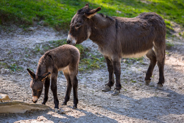 Young donkey with mother on the grassland