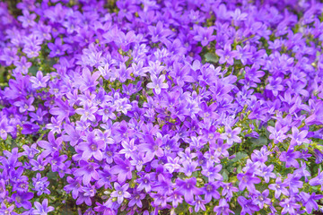 Obraz premium Campanula flowers