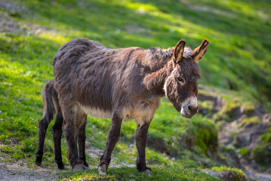 Donkey on the grassland
