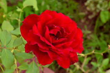 red rose