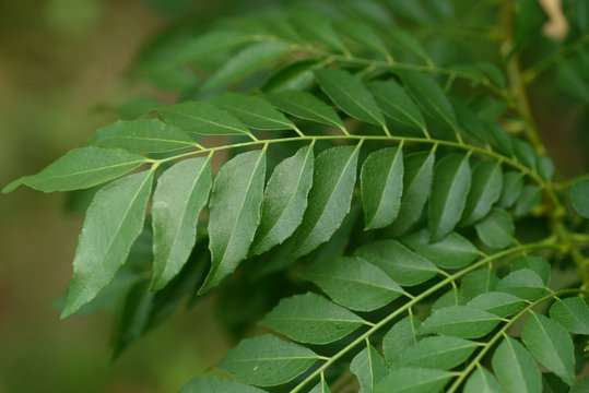 Close Up Of Curry Leaf