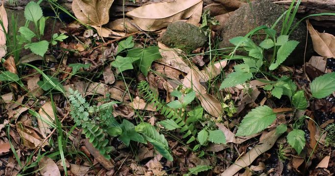 Rain forest floor with leaf litter plant undergrowth growing timelapse