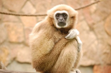 Obraz premium the monkey