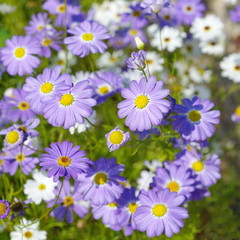 Brachycome flowers bloom in the garden (lat. Brachycome iberidifolia)