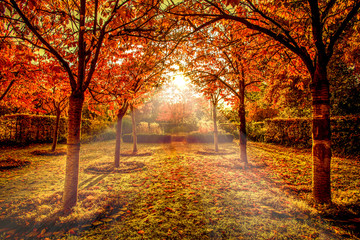 Obraz premium Sunrays through red autumn trees in a park