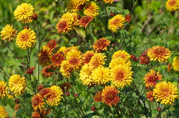 Orange chrysanthemum bloom in the garden
