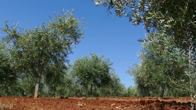 Olive trees and red soil