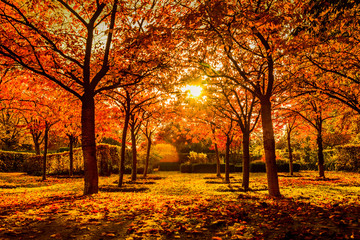 Red trees in autumn in a park - obrazy, fototapety, plakaty