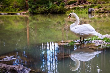 a swan in lake of Sompunt