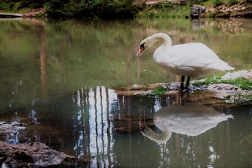a swan in lake of Sompunt