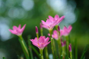 purple  rain lily flower