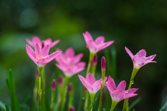 Purple  Rain Lily Flower