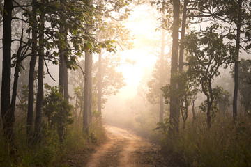 Obraz premium Local road in the tropical forest