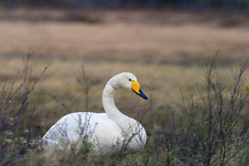 Whooper Swan