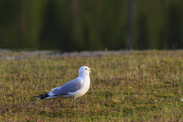 Common Gull