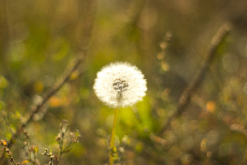 Dandelion macro