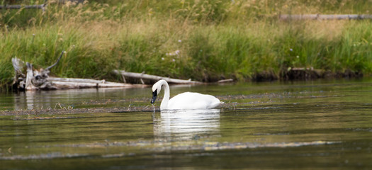 A solitaire trumpeter swan feeding on vegetation in the warm waters of Firehole River, Yellowstone National Park.