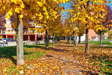 Urban autumnal view of Alba, Italy.