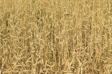 Wheat field