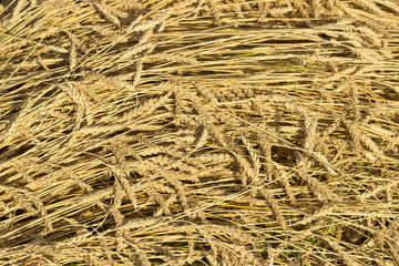 Wheat field