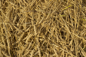 Wheat field