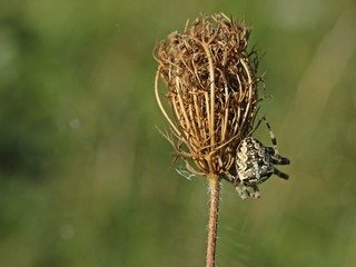 Gartenkreuzspinne (Araneus diadematus) an Samenstand der Wilden Möhre (Daucus carota)