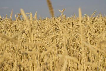 Wheat field