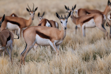 Springbok in nature