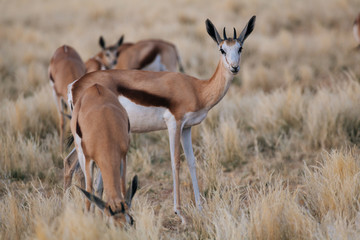 Springbok in nature