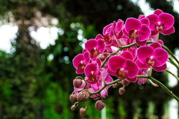 Beautiful pink orchid flowers blooming for ornamental garden, houseplants decoration or indoor interior.