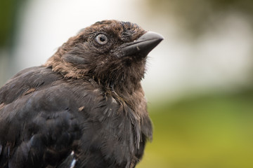 Jackdaw (Corvus monedula) close up of head. Juvenile bird in the crow family (Corvidae) appearing scruffy before plumage fully matures