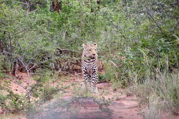 leopard looking for warthogs