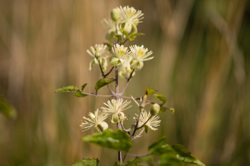 Traveller's-joy (Clematis vitalba) flowers. Climbing shrub in the buttercup family (Ranunculaceae), bearing attractive white flowers
